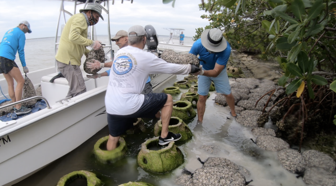 Tampa Bay Watch volunteers use shell bags to help protect Whiskey Stump Key from erosion - Vimarsana News